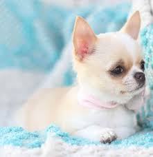 Chihuahuas aren't advisable for homes with children under the age of eight, just because of the possibility of injury by a youthful child. Chihuahua For Sale Near Me Craigslist Teacup Chihuahua For Sale Near Me Craigslist