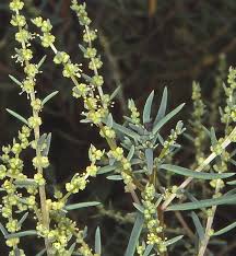 Image result for Suaeda articulata