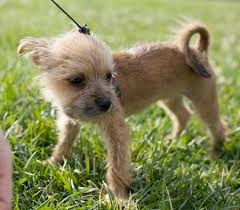 Five popular chihuahua mixes you should consider. Border Terrier And Chihuahua Mix Cheap Buy Online