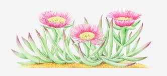 Image result for Carpobrotus