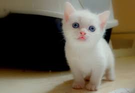 Raja oleng baru sam rendi andika. Apa Yang Anda Panggil Kucing Putih Atau Kucing 15 Gambar Nama Nama Yang Indah Dan Asli Yang Boleh Dipanggil Anak Kucing Dan Seorang Gadis Berwarna Putih