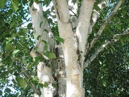 Black ash leaves (fraxinus nigra) white, black, and green ash leaf scar comparison. Top 16 Beautiful Trees With White Bark You D Want To Grow Florgeous