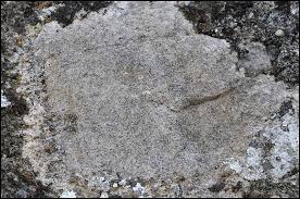 Both photos (above & below) were taken at wyalusing state park. Bagliettoa Calciseda