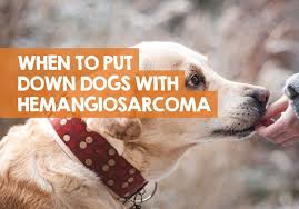 Veterinary surgeons will seek to remove the cause of cancer, and may follow up with courses chemotherapy or. When To Euthanize Dog With Hemangiosarcoma What I Learned