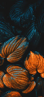 Cute fall leaves iphone wallpaper. Fall Colored Autumn Leaves Wallpapers For Iphone