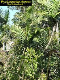 Image result for Ptychosperma elegans