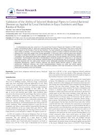 Image result for Mildbraedia carpinifolia