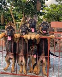 The dam, thara von gut korten, is an. German Shepherd Puppy For Sale Near Me Home Facebook