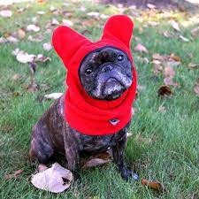 Snorf Industries Bathat Sport Ladorable Par Snorfindustries French Bulldog Clothes French Bulldog Boston Terrier