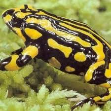 Black And Yellow Frog Australia Australia S Critically Endangered Animal Species Frog Species Animal Species Animals