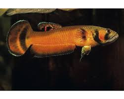 Betta macrostoma is one of the most beautiful betta. Betta Macrostoma Par Kop Pa Hornbach Se
