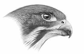 Nz Falcon Karearea Adam Clarke Animal Art Prints Art