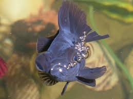 Fish That Blow Bubbles Animal Hype