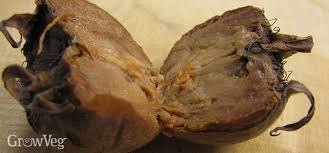 Check spelling or type a new query. In Praise Of Medlars Get The Most From These Delicious Fruit