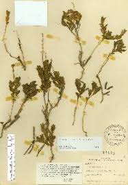 Image result for Crotalaria argyrolobioides