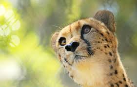 Have you ever looked at someone else and thought, hey, their eyes are really pretty? Wallpaper Eyes Look Face Background Cheetah Cute Cub Bokeh Looking Up Teen Hepatic Images For Desktop Section Koshki Download