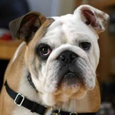 We want to hear your opinion! English Bulldog Dystocia Ufaw