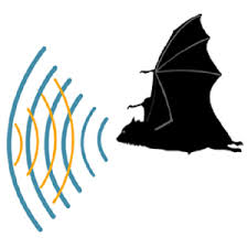 For example, if a bat is calling at 91khz the system will divide it by 16 tony has supplied step by step directions on how to assemble the simple bat detector, along with plans for two different models. Bat Apps