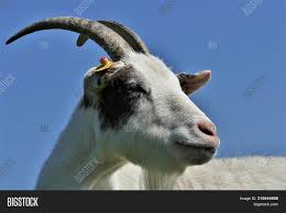 We did not find results for: Domestic White Goat Image Photo Free Trial Bigstock