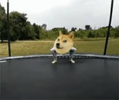## the wowest dogecoin memes on the internet ## do only good everyday ## dmemes8yre3yvrsuqn9vrgbkutwzzjseje. New Doge Gif Memes Such Doge Memes Dogee Memes The Memes