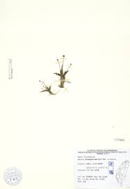 Image result for Eriocaulon truncatum