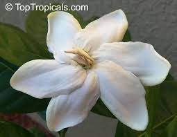 Gardenia Taitensis Heaven Scent Fragrant Plant Plants Garden