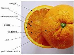 What Is The Word For The Small Elements That Make Up An Orange Segment English Language Usage Stack Exchange