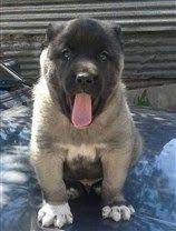 pin on satilik kangal yavrusu