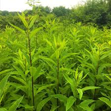 Image result for Vernonia glabra