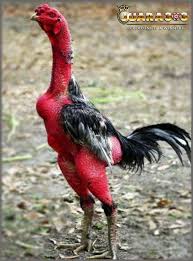 Pin Di Sabung Ayam