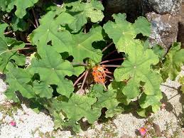 Image result for Jatropha podagrica
