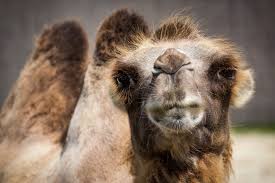 The woman then bit the camel's testicles, subsequently landing her in the hospital, though the extent of her possible injuries has not been made public. Authorities Truck Stop Camel Sits On Woman Woman Bites Camel Wvua23