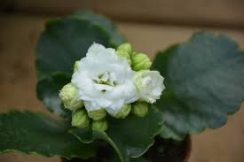 Image result for Kalanchoe calandiva