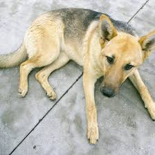 Sable Black And Cream German Shepherd German Shepherd Black And Cream Laying German Shepherd Buy German Shepherd Shepherd