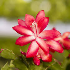 They only grow on trees or rock outcroppings, limiting their range. Cameo Blooms Cameoblooms Twitter