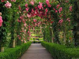 Rose flower garden flower hd wallpapers. Rose Garden Wallpapers Top Free Rose Garden Backgrounds Wallpaperaccess
