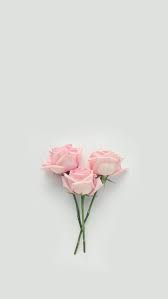 Resonanz Pink Flowers Photography Flower Background Wallpaper Floral Wallpaper Desktop