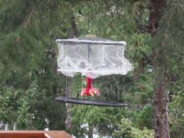 Nov 27, 2017 · the best (and least expensive) solution for your feeder is a 1:4 solution of refined white sugar to tap water. Hummingbirds Were Captured With A Hall Trap Suspended Over A Download Scientific Diagram