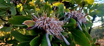 Image result for Protea welwitschii