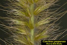 Image result for Cenchrus purpureus