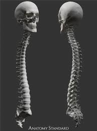 Pin On Anatomy Standard