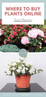 Where To Buy Plants Online In 2020 Buy Plants Online Plants Online Plants