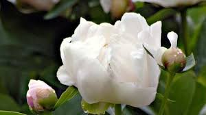 Image result for Cystostemon