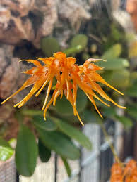 Image result for Polystachya campyloglossa