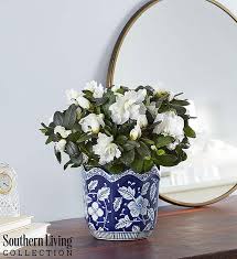 Lasting much longer than flowers, plants can be the perfect way to express condolences. White Azalea For Southern Living Sympathy 1800flowers Com