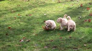 I'm interested in adopting a dog rather than buying from a dog breeder. Houston Golden Retriever Puppy For Sale Keystone Puppies