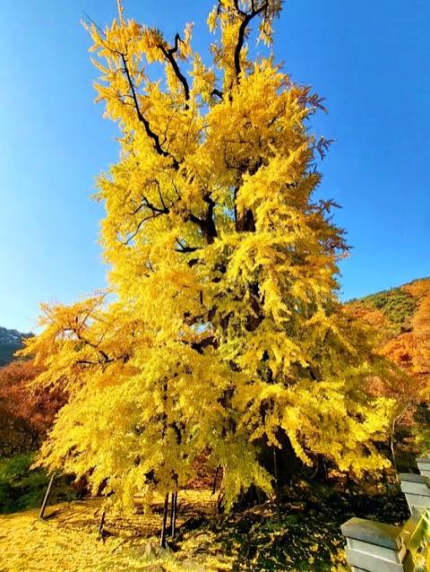 용문사(양평)