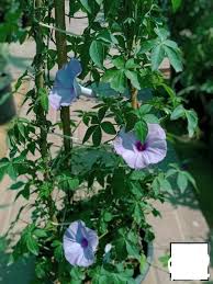 Image result for Ipomoea tuberculata