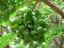 Image result for Dichrostachys