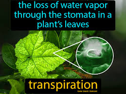 Transpiration (countable and uncountable, plural transpirations). Transpiration Physical Education Games Science Education Science Student